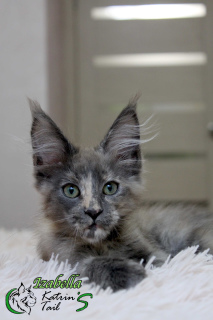 Photo №4. Je vais vendre maine coon en ville de Saint-Pétersbourg. annonce privée, de la fourrière, éleveur - prix - 385€