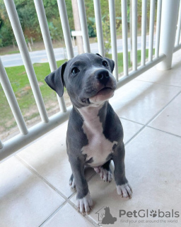 Photo №1. staffordshire bull terrier - à vendre en ville de Budapest | 400€ | Annonce №78812