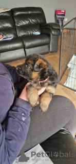 Photo №2 de l'annonce № 97028 de la vente berger allemand - acheter à USA annonce privée, éleveur