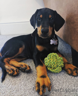 Photo №1. dobermann - à vendre en ville de Budapest | 350€ | Annonce №78819