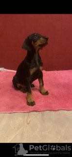 Photos supplémentaires: Chiots Doberman pure race à vendre 1,5 mois.