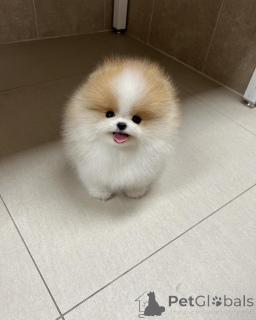 Photo №1. spitz nain - à vendre en ville de Lyulin, Sofia | négocié | Annonce №147256