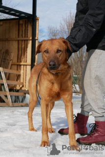 Photo №4. Je vais vendre chien bâtard en ville de Saint-Pétersbourg. annonce privée - prix - Gratuit