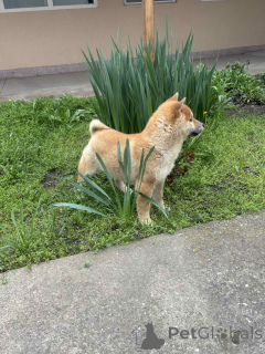 Photo №3. Champion Litter of Shiba Inu. Serbie