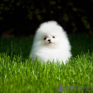Photo №4. Je vais vendre spitz nain en ville de Бреда. annonce privée - prix - 404€