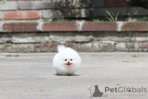 Photo №2 de l'annonce № 166625 de la vente spitz nain - acheter à Allemagne annonce privée