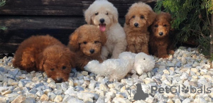 Photos supplémentaires: Chiots Caniche et Maltipoo