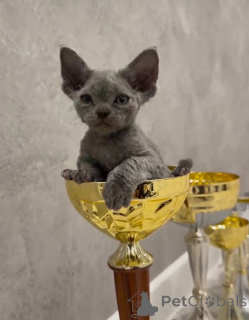 Photo №2 de l'annonce № 135672 de la vente devon rex - acheter à USA éleveur