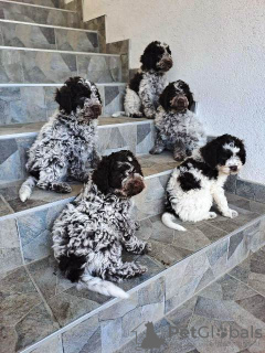 Photos supplémentaires: Chiots Lagotto Romagnolo