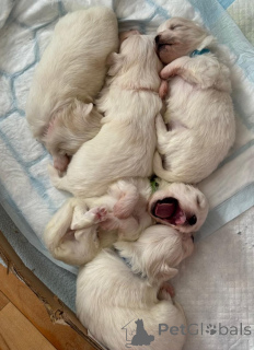 Photo №2 de l'annonce № 155660 de la vente chien bâtard - acheter à USA annonce privée