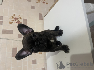 Photo №1. bouledogue - à vendre en ville de Усово-Тупик | 269€ | Annonce №128326