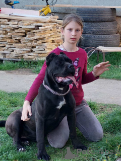 Photos supplémentaires: Chiots cane corso à vendre