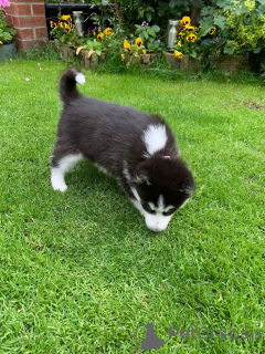 Photo №4. Je vais vendre husky de sibérie en ville de Pärnu. annonce privée, éleveur - prix - 500€