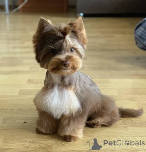 Photo №4. Je vais vendre yorkshire terrier en ville de Herceg Novi. annonce privée - prix - 800€