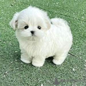 Photo №1. bichon maltais - à vendre en ville de District D'Olbasan | Gratuit | Annonce №174687