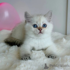 Photo №1. british shorthair - à vendre en ville de Foin | négocié | Annonce № 173829