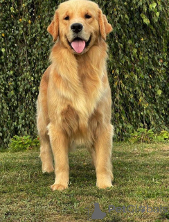 Photo №1. golden retriever - à vendre en ville de Wrocław | 3500€ | Annonce №93590