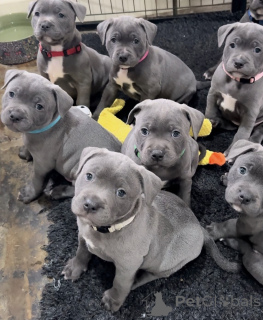 Photo №1. staffordshire bull terrier - à vendre en ville de Marseille | négocié | Annonce №163890