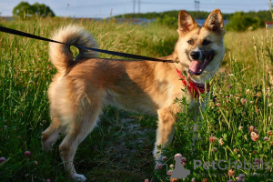 Photo №2 de l'annonce № 22509 de la vente chien bâtard - acheter à Fédération de Russie annonce privée