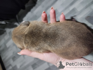 Photo №2 de l'annonce № 25884 de la vente american staffordshire terrier - acheter à Biélorussie éleveur