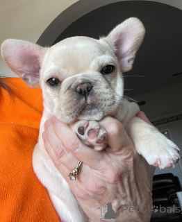 Photo №4. Je vais vendre bouledogue en ville de Paris. annonce privée, éleveur - prix - 1000€