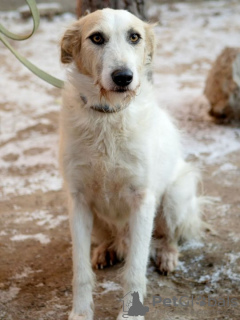 Photo №2 de l'annonce № 31383 de la vente chien bâtard - acheter à Fédération de Russie annonce privée