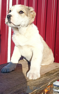 Photos supplémentaires: Chiots de SAO Alabai