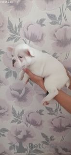 Photo №4. Je vais vendre bouledogue en ville de Munich. annonce privée - prix - 360€