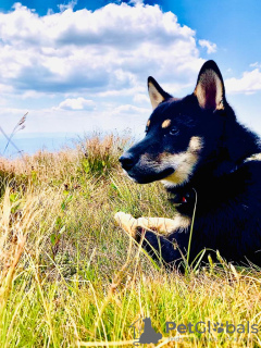 Photos supplémentaires: Chiots Shiba Inu à vendre