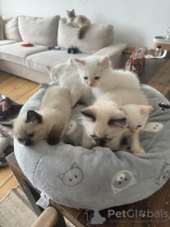 Photos supplémentaires: Les chatons Ragdoll prêts pour de nouvelles maisons