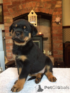 Photo №1. rottweiler - à vendre en ville de Cospicua | 450€ | Annonce №107025