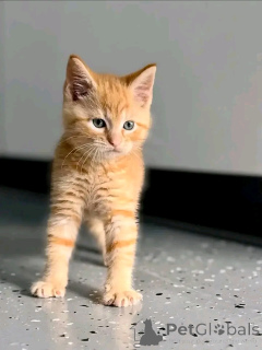 Photo №2 de l'annonce № 176743 de la vente maine coon - acheter à La finlande 