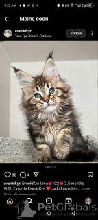 Photo №2 de l'annonce № 116211 de la vente maine coon - acheter à Suisse annonce privée