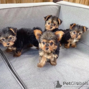 Photo №1. biewer yorkshire terrier - à vendre en ville de Киль | 159€ | Annonce №129635