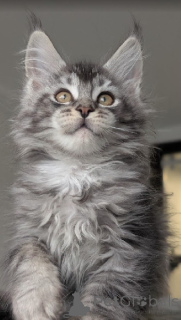 Photo №3. Chaton maine coon à adopter. Allemagne