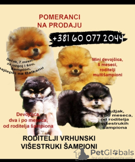 Photos supplémentaires: Chiots Spitz de Poméranie