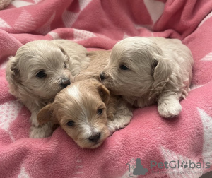 Photo №2 de l'annonce № 131221 de la vente chien bâtard - acheter à USA annonce privée