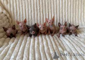 Photo №1. sphynx - à vendre en ville de Conterne | négocié | Annonce № 173760