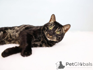 Photo №1. bengal - à vendre en ville de Berne | 750€ | Annonce № 152645