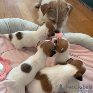 Photo №1. jack russell terrier - à vendre en ville de Paderborn | 350€ | Annonce №74527