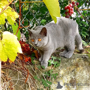 Photo №1. chartreux - à vendre en ville de Paris | négocié | Annonce № 123133