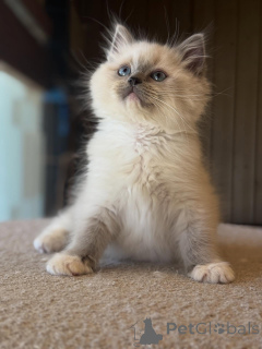 Photo №1. ragdoll - à vendre en ville de Augustusburg | négocié | Annonce № 157133