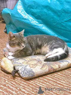 Photo №2 de l'annonce № 156355 de la vente  - acheter à Fédération de Russie annonce privée