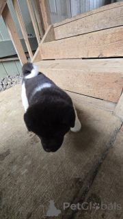 Photo №3. ** Adorables chiots Akita prêts pour leurs maisons pour toujours! **. USA