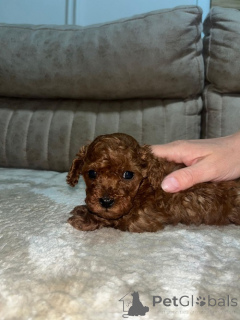 Photo №3. Caniche miniature. Serbie