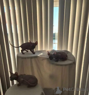 Photo №1. sphynx - à vendre en ville de Überlingen | 580€ | Annonce № 176002
