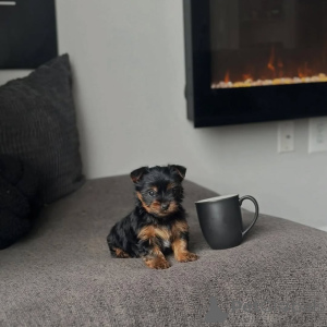 Photo №2 de l'annonce № 174650 de la vente yorkshire terrier - acheter à République Tchèque éleveur