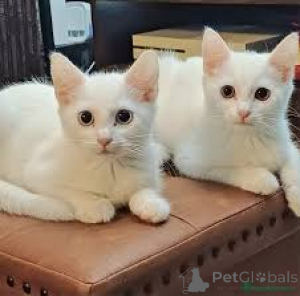 Photo №1. angora turc - à vendre en ville de Helsinki | 500€ | Annonce № 166340