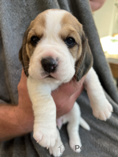 Photo №1. spitz allemand - à vendre en ville de Los Angeles | 577€ | Annonce №143136