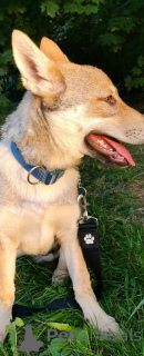 Photo №1. chien-loup tchécoslovaque - à vendre en ville de Minsk | négocié | Annonce №33280